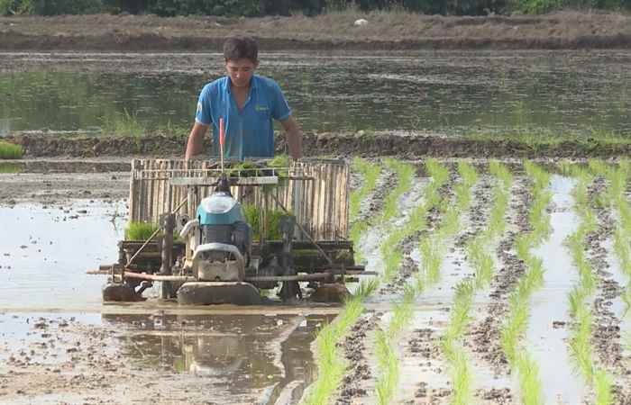 Giải pháp giúp các Hợp tác xã nâng cao năng lực sản xuất, kinh doanh lúa gạo (11-04-2023 )